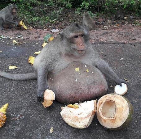 喂猴子吃羊角瓜,一场欢乐的喂食盛宴