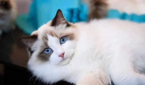 opium布偶猫舍吃瓜,一场关于吃瓜的猫界盛宴
