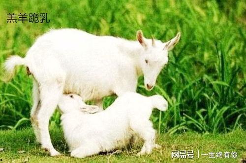 快手在下小羊视频吃瓜,揭秘网红幕后故事