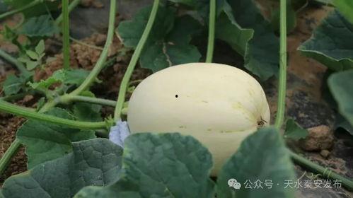 白赤瓜怎么吃