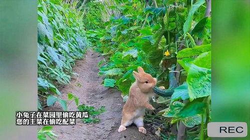 小兔吃瓜图片